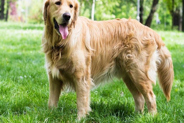 Yeni Doğum Yapan Köpek Ne Yer?