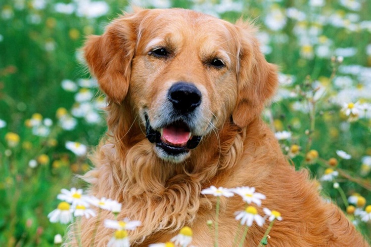 Yeni Doğum Yapan Köpek Yıkanır Mı?