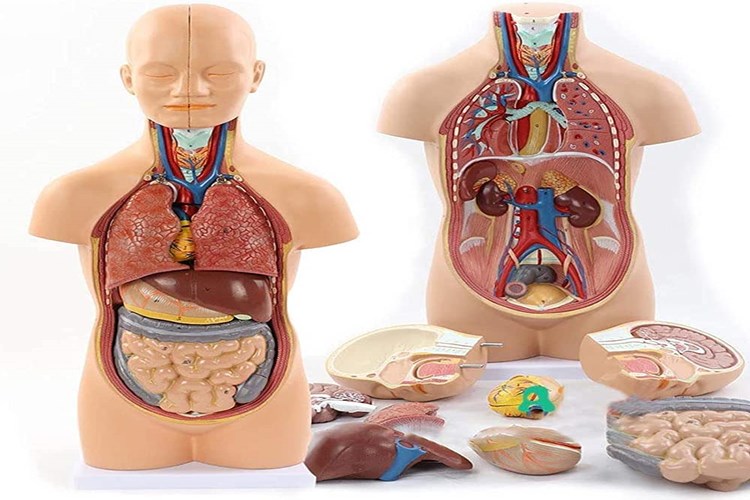 Yenidoğan Organ Yetmezliği Nedir?