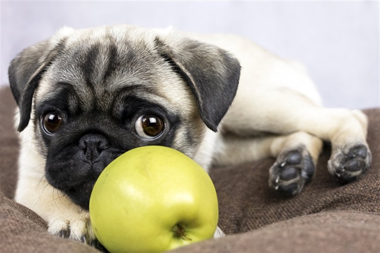  Yeşil Elma Köpeklere Zararlı Mı?