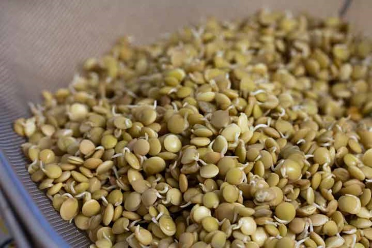 Yeşil Mercimek Geceden Islatılır Mı?