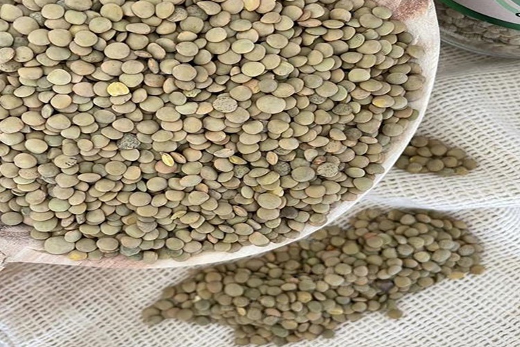 Yeşil Mercimek Haşlanır Mı?