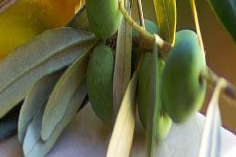 Yeşil Zeytin Bebeklere Ne Zaman Verilir?