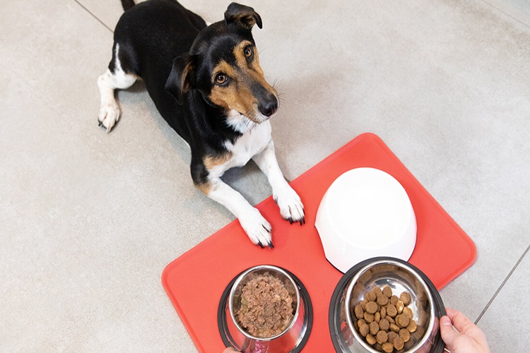 Yetişkin Köpek Yavru Maması Yer Mi?