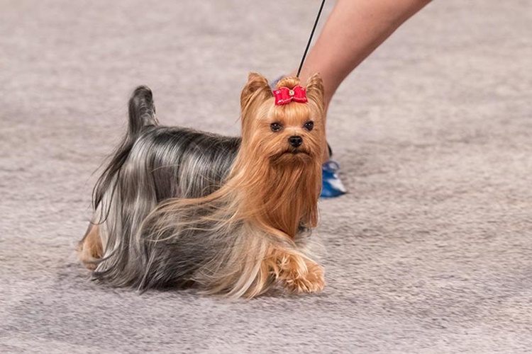 Yorkshire Terrier Alerji Yapar Mı?