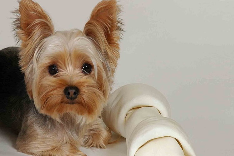 Yorkshire Terrier Genetik Hastalıkları Nelerdir?