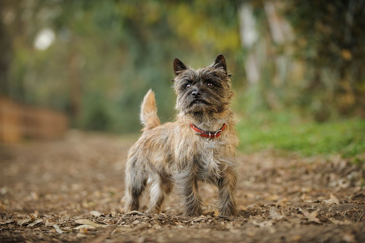 Yorkshire Terrier Isırır Mı?