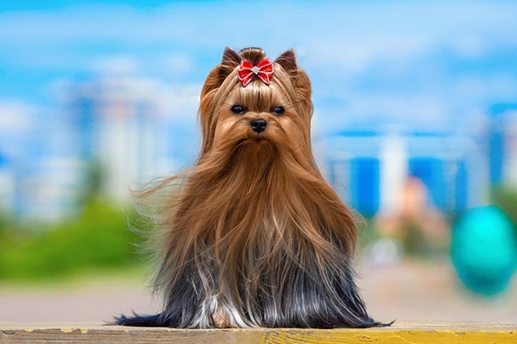 Yorkshire Terrier Özellikleri Nelerdir?