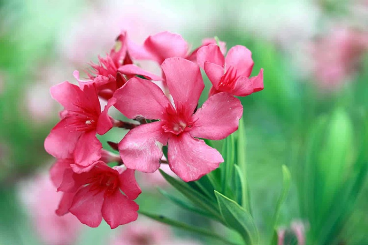 Zakkum Nasıl Tüketilir?