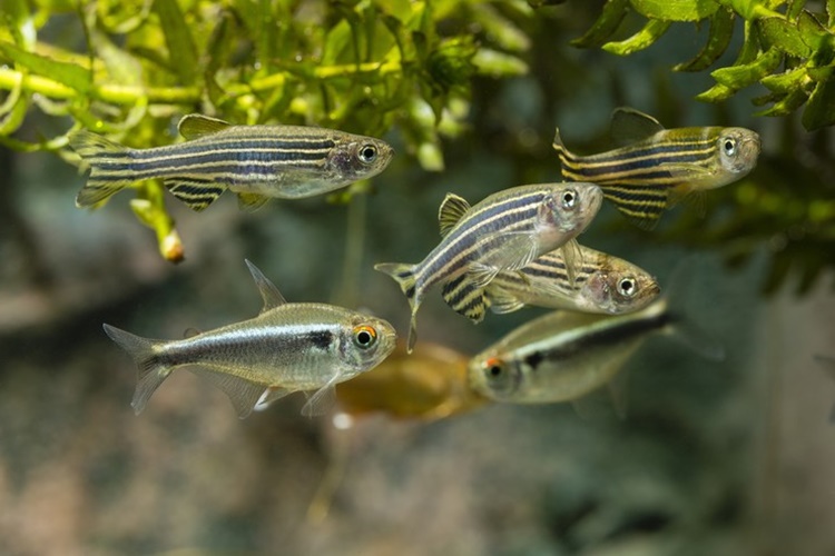 Zebra Danio Hangi Balıklarla Yaşar? 