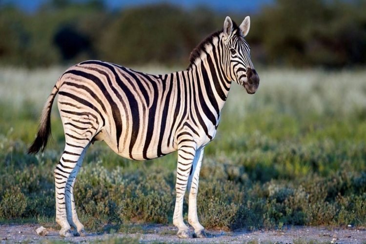 Zebra Eti Helal Mi?
