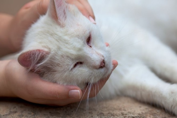 Zehirlenen Kedi İyileşir Mi?