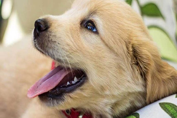 Zencefil Köpeklere Zararli Mi?