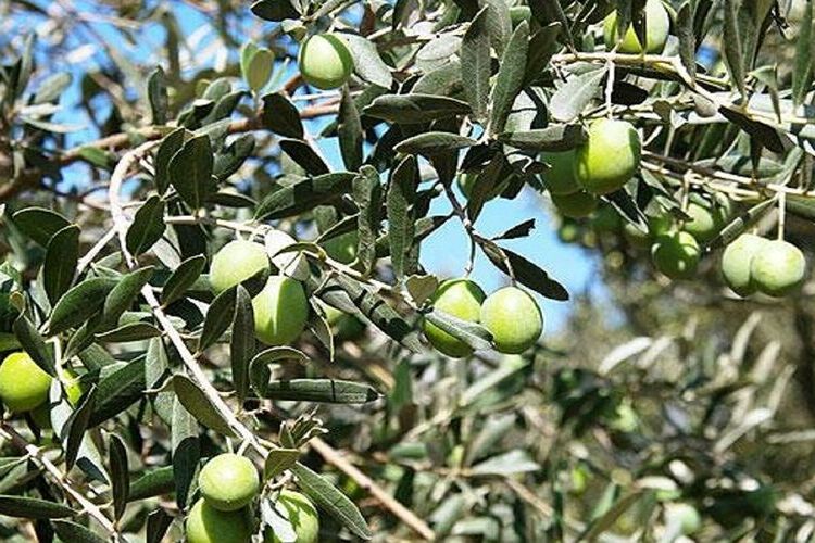 Zeytin Ağacı Evde Yetişir Mi?