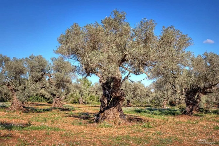 Zeytin Ağacı Kaç Gün Yaşar? Güncel Oku