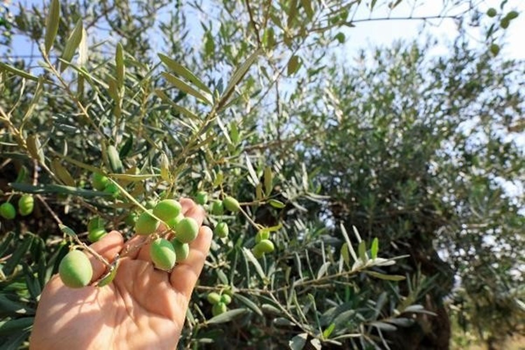 Zeytin Ağacı Ne Zaman Toplanır?