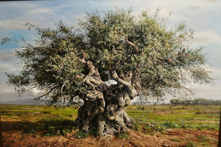 Zeytin Ağacı Neden Kurur?