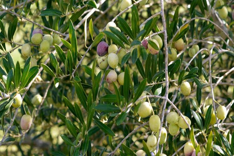 Zeytin Ağacı Neden Uzun Yaşar?