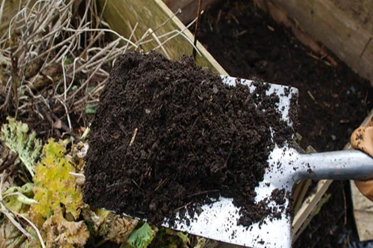 Zeytin Ağacına Keçi Gübresi Ne Zaman Atılır?