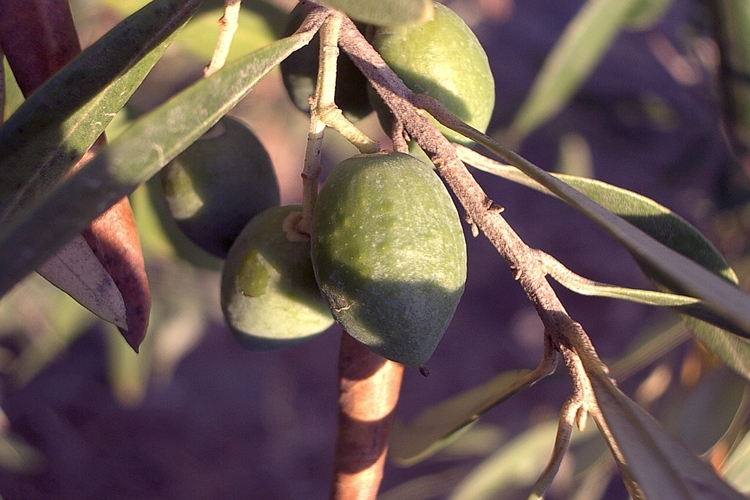 Zeytin Ağacının Yaprakları Neden Sararır?