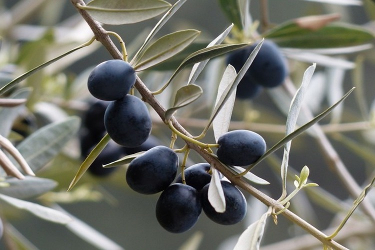 Zeytin Ağaçları Hangi Ayda Budanır?