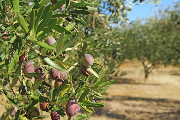 Zeytin Ağaçları Kaç Yıl Yaşar?