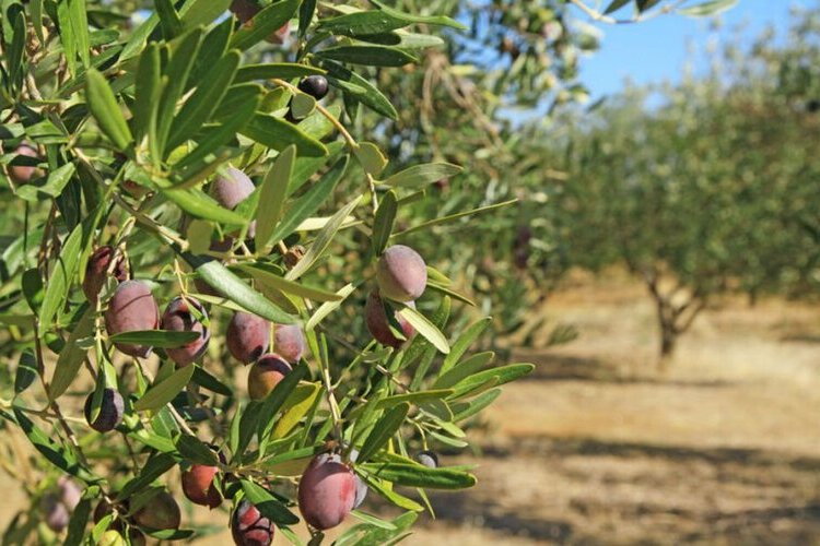 Zeytin Ağaçları Ne Zaman Çiçek Açar?