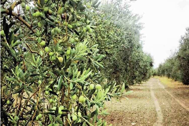 Zeytin Ağaçları Neden Kurur?