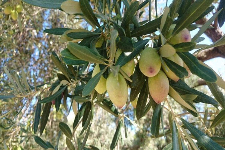 Zeytin Ağaçtan Ne Zaman Toplanır?