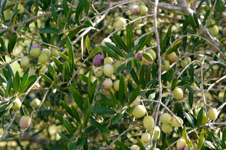 Zeytin Aşısı Ne Zaman Yapılır?