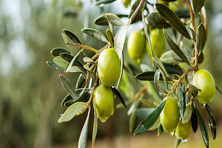 Zeytin Bozulursa Ne Olur?