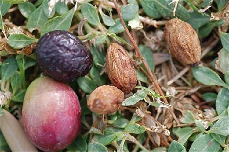Zeytin Çekirdeği Bağırsakta Erir Mi?