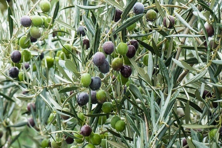 Zeytin Çekirdeği Çimlenir Mi?