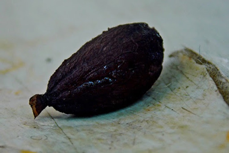 Zeytin Çekirdeği Zararları Nelerdir?