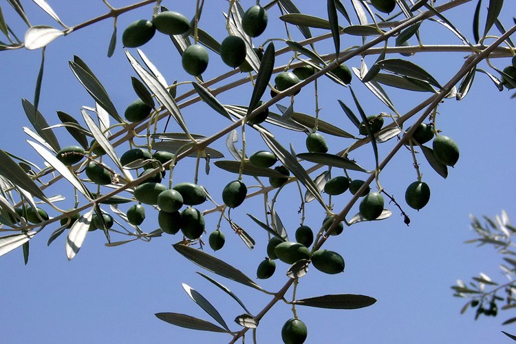 Zeytin Dalı Nazara İyi Gelir Mi?