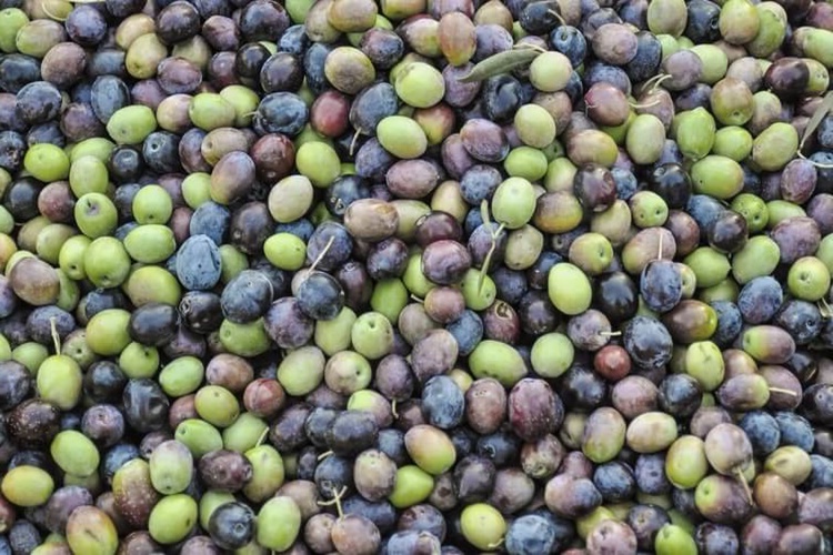 Zeytin Evde Nasıl Yapılır?