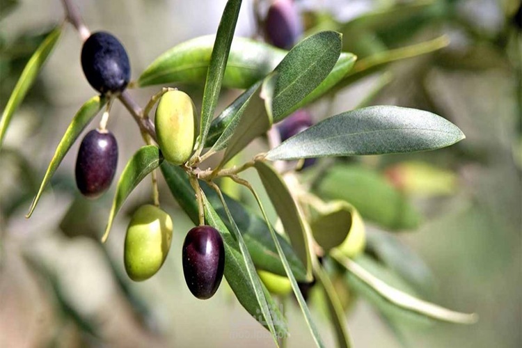 Zeytin Hasadı Hangi Ayda Yapılır?