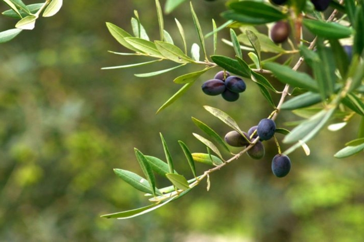 Zeytin Hasadı Ne Zaman Yapılır?