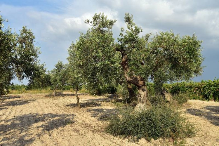 Zeytin Havai Köklendirme Hangi Ayda Yapılır?