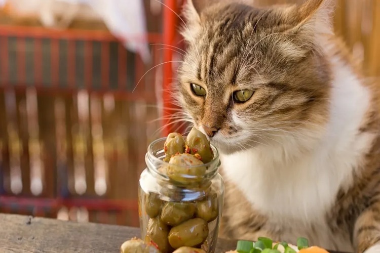 Zeytin Kedilere Zararli Mi?