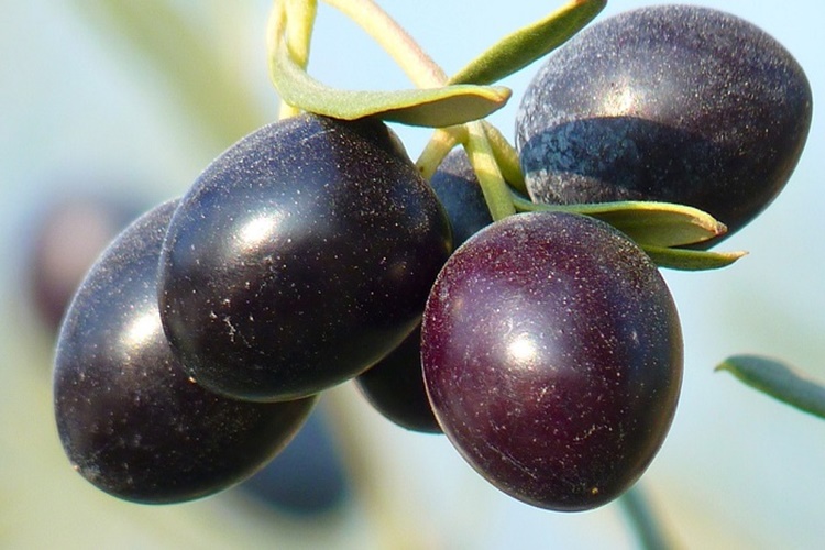 Zeytin Mideyi Rahatsız Eder Mi?