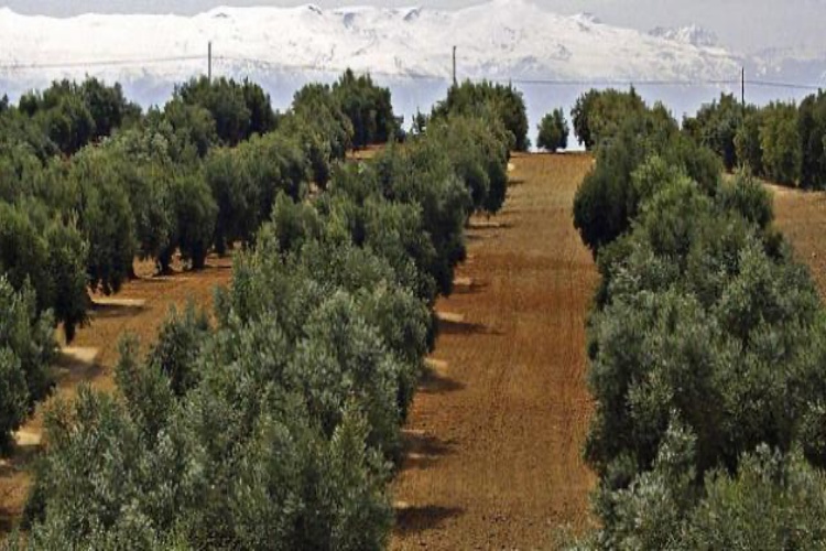 Zeytin Ne Kadar Sulanır?