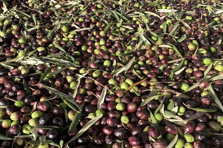 Zeytin Ne Zaman Keşfedildi?