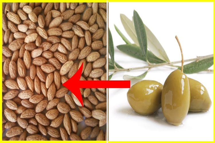 Zeytin Tohumu Nasıl Ekilir?