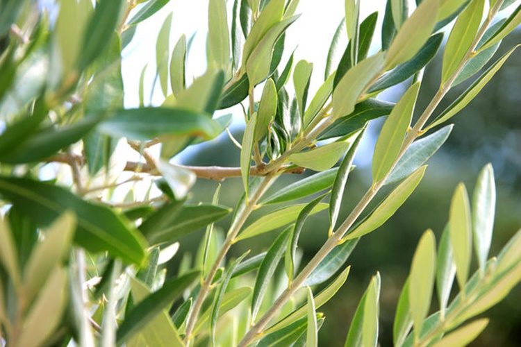 Zeytin Yaprağı Aktarda Bulunur Mu?