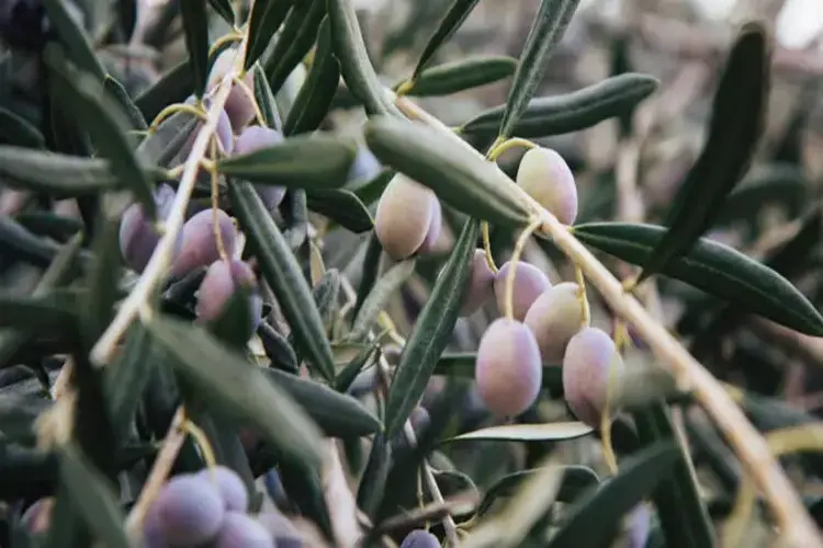Zeytin Yaprağı Çayı Alerji Yapar Mı?