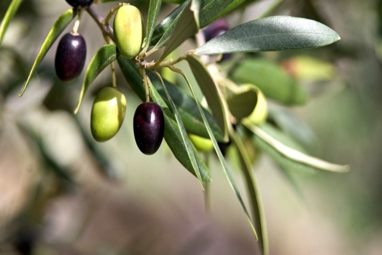 Zeytin Yaprağı Hangi Ayda Toplanır