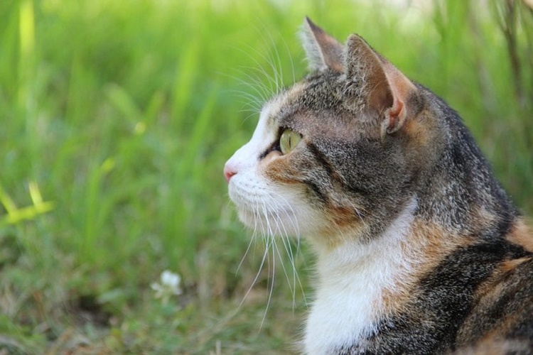 Zeytin Yaprağı Kedilere Zararlı Mı?