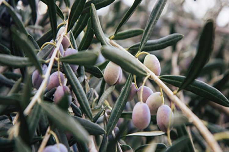 Zeytin Yaprağı Kürü Tarifi Nedir?