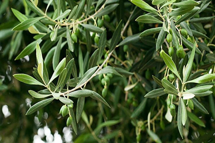 Zeytin Yaprağı Kürü Zararları Var Mı?